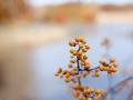 IMG_1023 yellow berries in front of lake